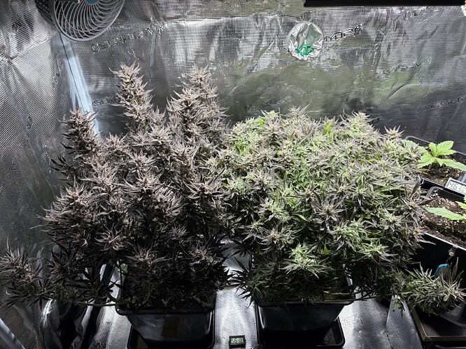 Growreport Bild 2