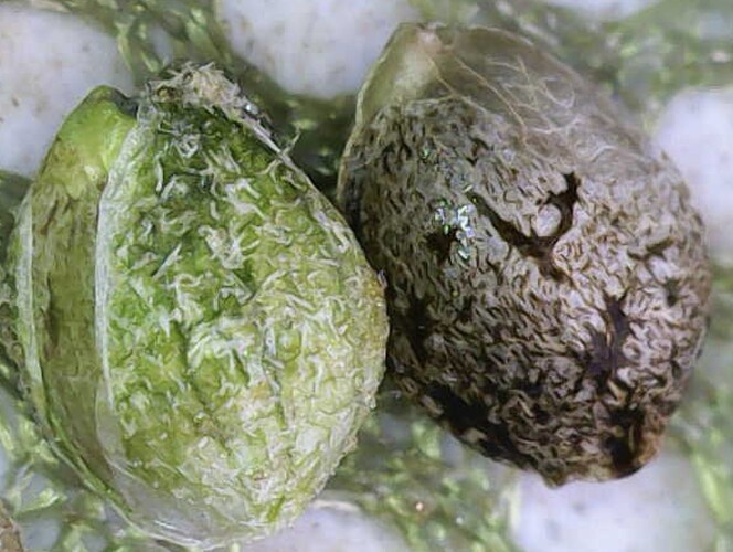 Image_2025-04-10 10_06_03_633