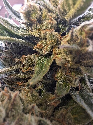 Growreport Bild 29