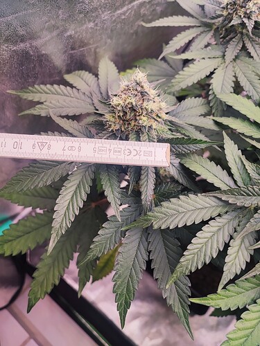 Growreport Bild 19