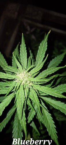 Growreport Bild 3