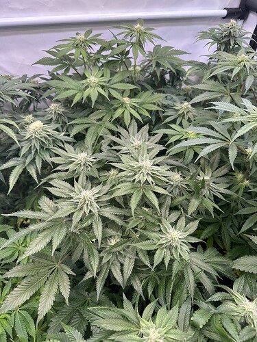 Growreport Bild 18