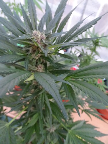 Growreport Bild 7