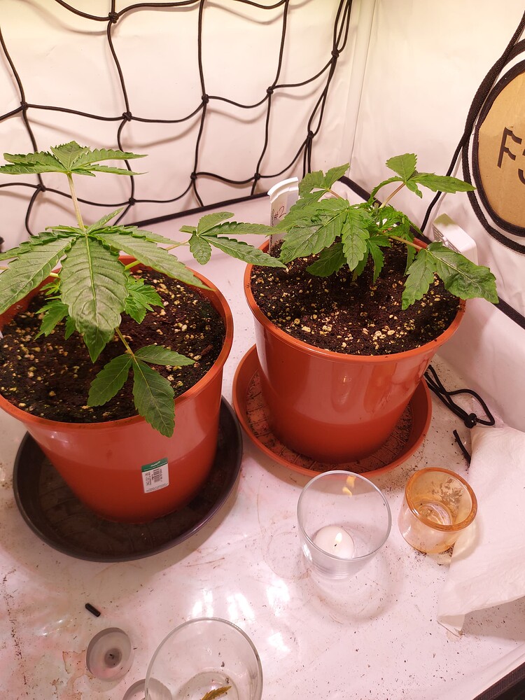 🍓 2xStrawberry Gummies 🍓 by Grounded Genetics auf 60x60. Hoffnung auf besondere Erdbeer-terps
