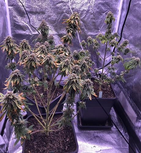 Growreport Bild 2