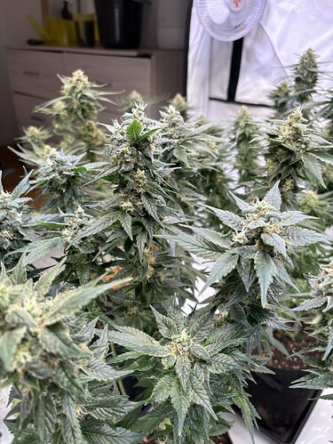 Growreport Bild 29