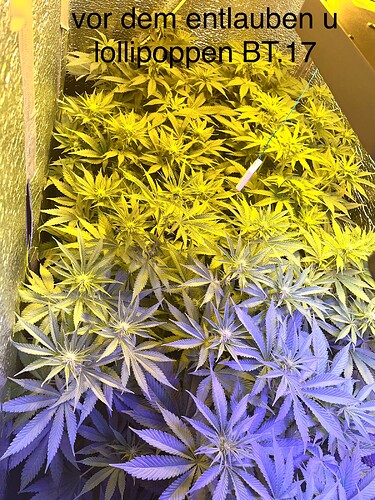 Growreport Bild 12