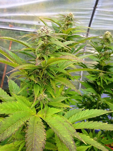 Growreport Bild 3