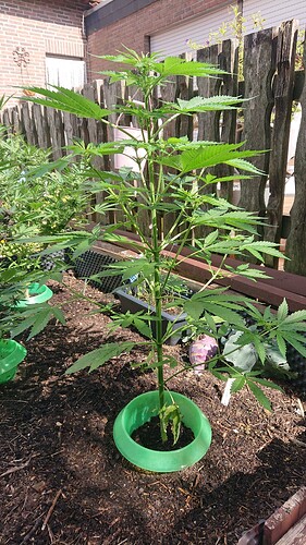 Growreport Bild 63