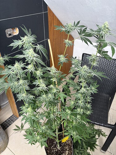 Growreport Bild 34
