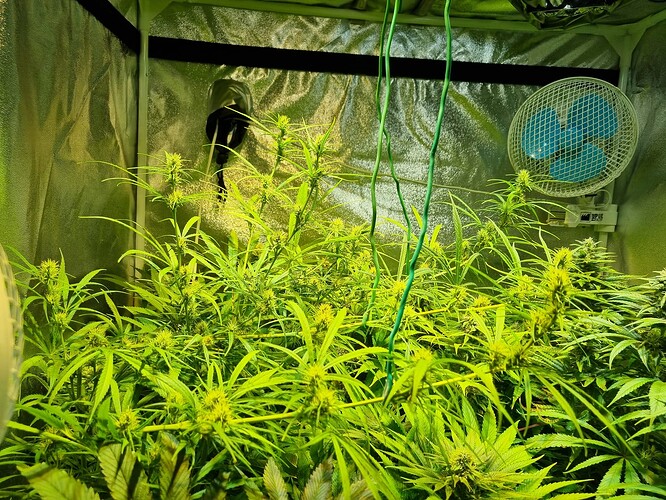 Mehrere Cannabispflanzen in der Blütephase in einem Growzelt, beleuchtet von einer Lampe, mit einem Ventilator an der Seite.