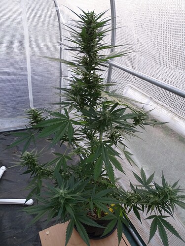 Growreport Bild 4