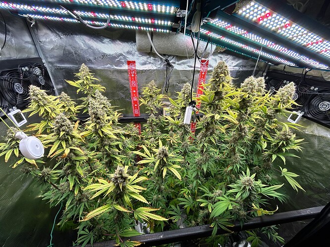 Growreport Bild 1