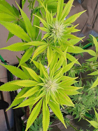 Growreport Bild 7