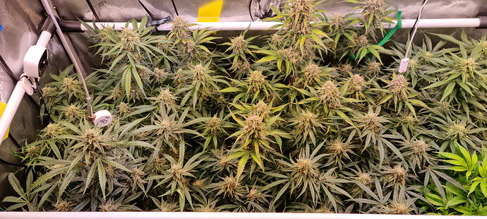 Growreport Bild 13