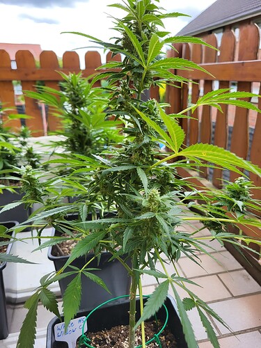 Growreport Bild 6