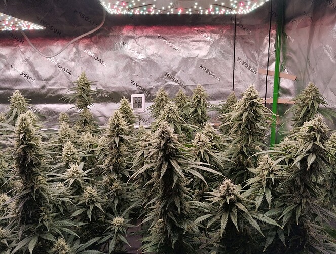 Growreport Bild 7