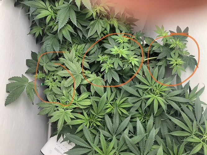 Growreport Bild 12