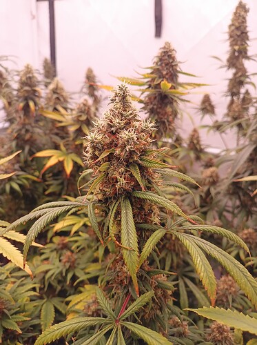 Growreport Bild 4