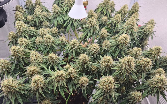 Growreport Bild 16