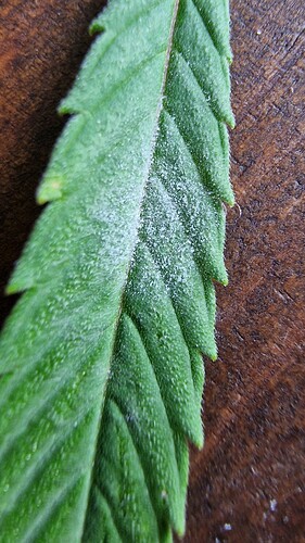 Growreport Bild 3