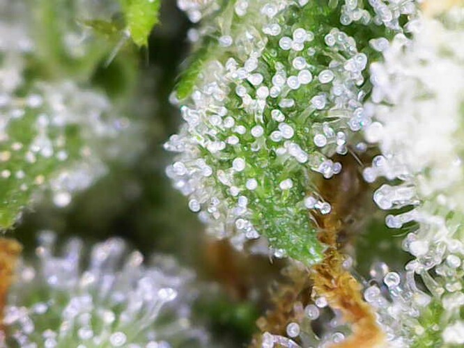 Growreport Bild 12