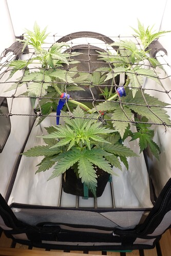 Growreport Bild 9