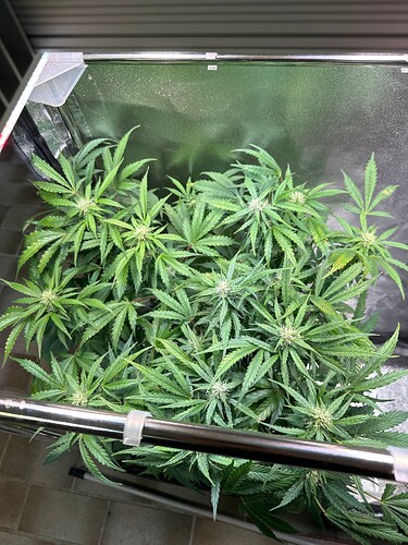 Growreport Bild 7