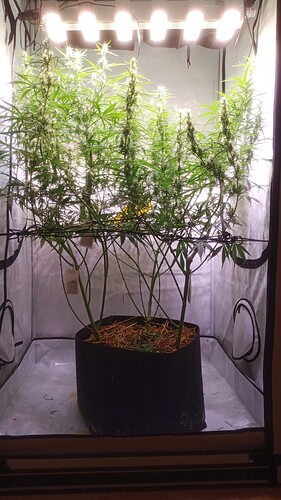 Growreport Bild 5