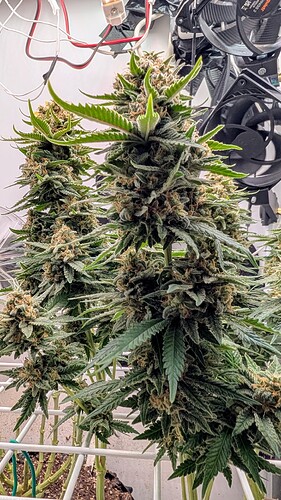 Growreport Bild 38