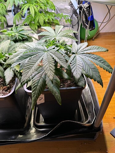 Growreport Bild 17