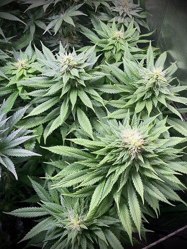 Growreport Bild 6