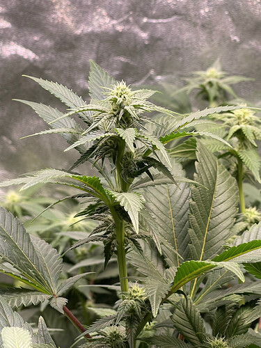 Growreport Bild 9