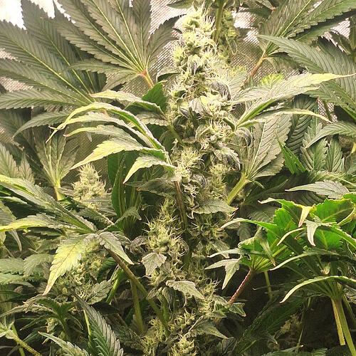 Growreport Bild 9