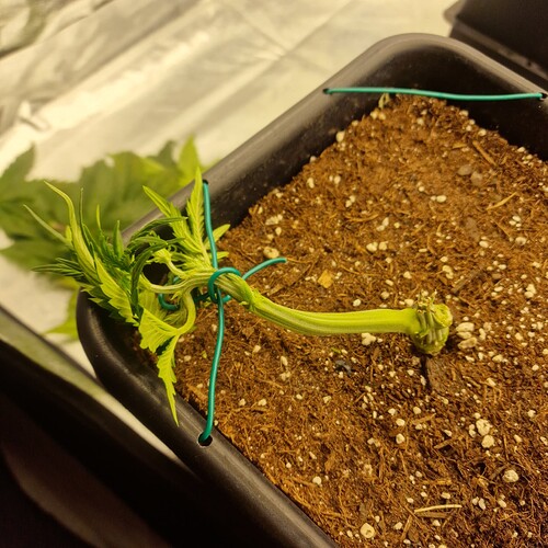Growreport Bild 14