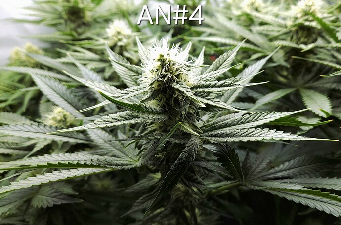 Growreport Bild 5