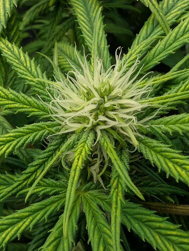 Growreport Bild 9