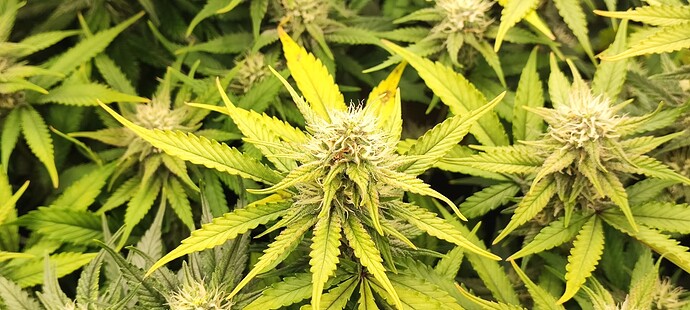 Growreport Bild 24