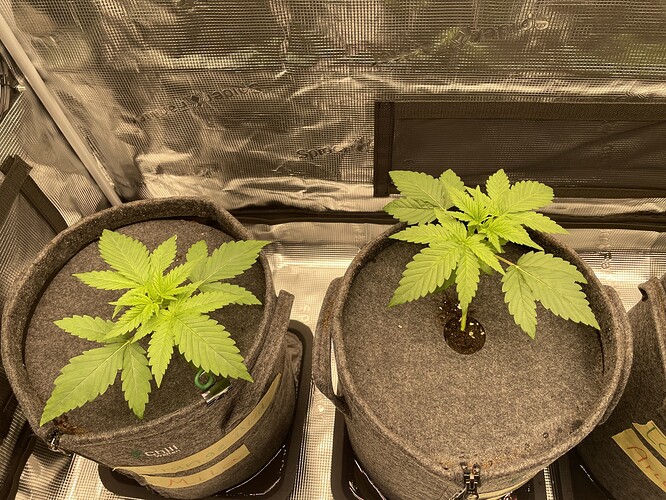Zwei junge Cannabispflanzen in Vlies-Töpfen, die sich in der Wachstumsphase befinden.