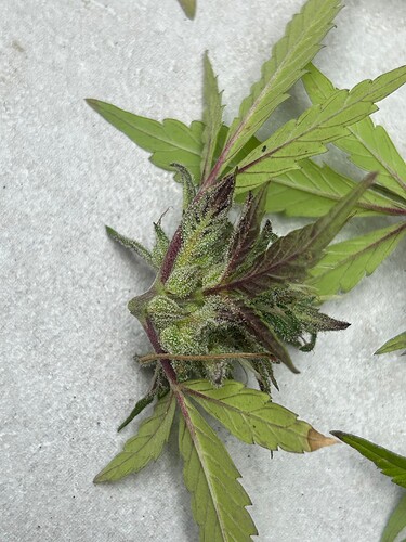 Growreport Bild 28