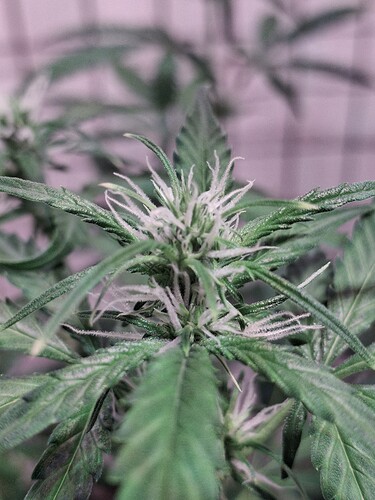Growreport Bild 170