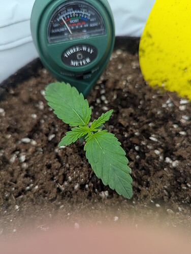 PXL_20250305_051436436