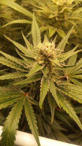 Growreport Bild 4