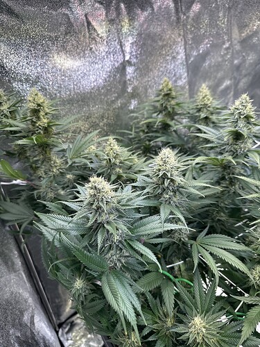Growreport Bild 15