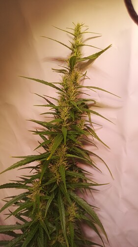 Growreport Bild 4