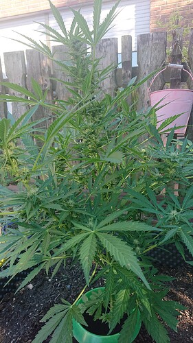 Growreport Bild 60