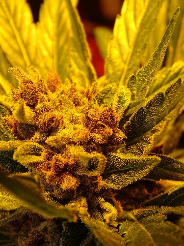 Growreport Bild 9