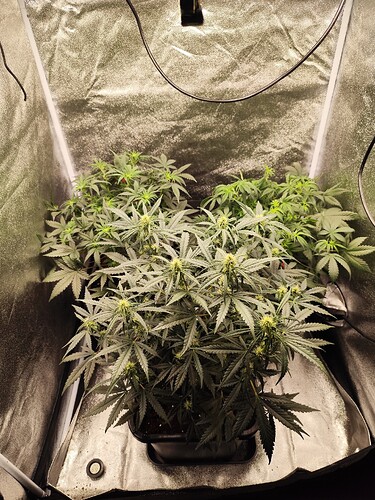 Growreport Bild 3