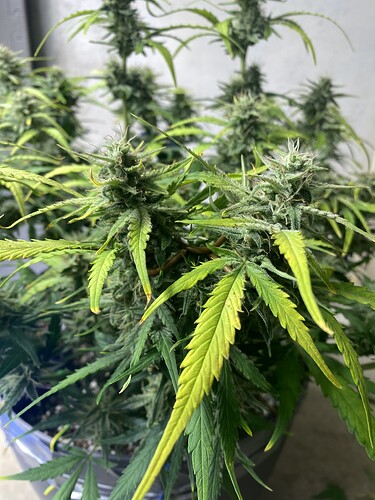 Growreport Bild 38