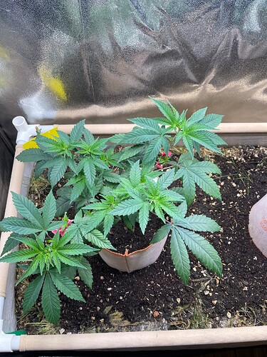 Growreport Bild 36